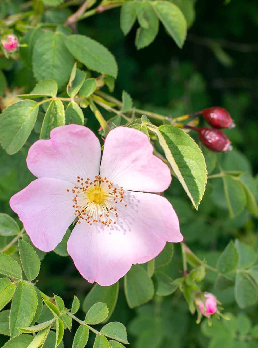 Rausch Colour Protect Conditioner Wildrose 150ml