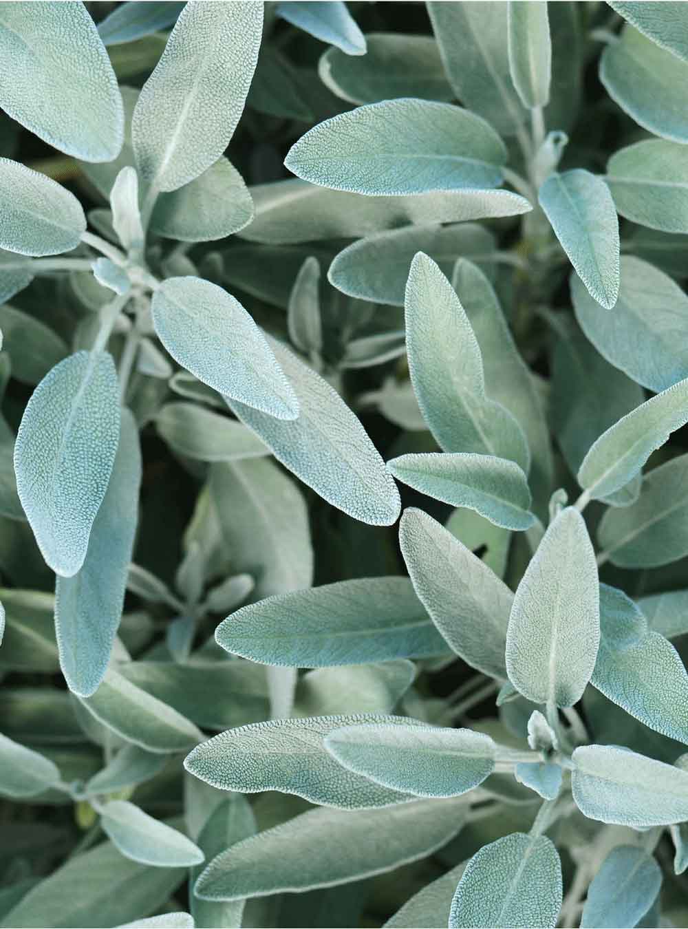 Rausch Silver-shine conditioner with sage 150ml